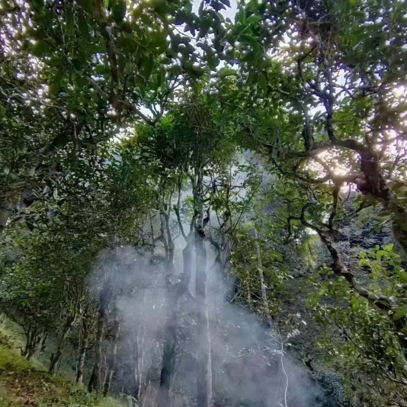 静品茶古茶园走一圈#品茶品味品人生#翻山越岭只为最