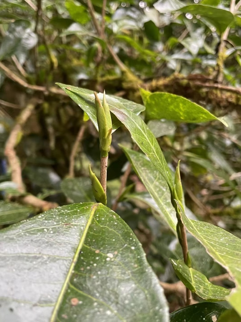静品茶古茶园走一圈#品茶品味品人生#翻山越岭只为最