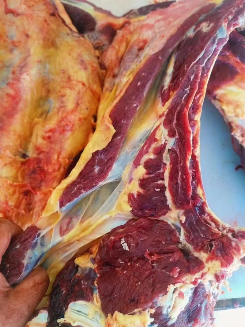 黄牛肉黄膘牛肉内蒙草原放养黄牛现杀现发全国发货