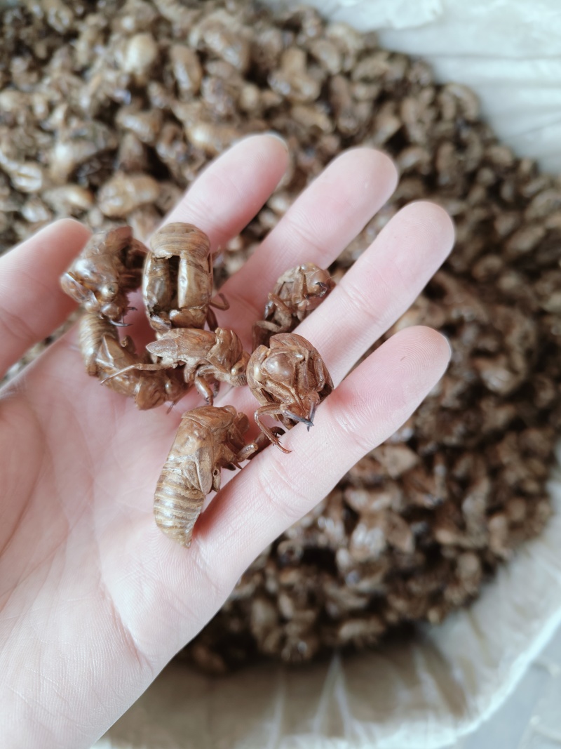 产地直发蝉蜕新鲜正宗口感好欢迎电话咨询更多详情