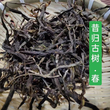 昔归古树春茶