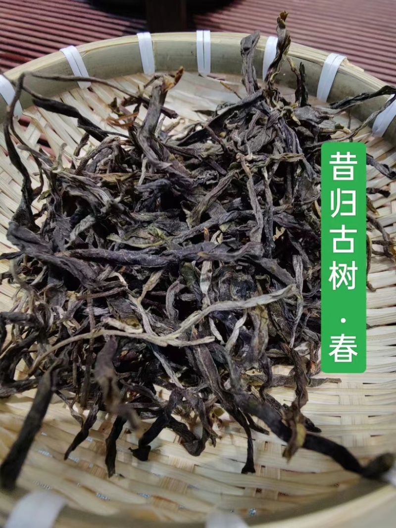 昔归古树春茶