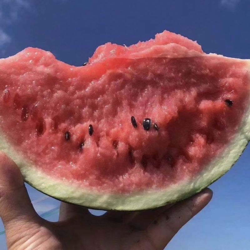 卡其新抗美都西瓜种子中早熟抗病糖度高瓤色鲜红口感好西瓜种