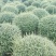 川滇蜡树球冠幅1m的280元，冠幅1、2m的420元。
