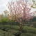 山樱花