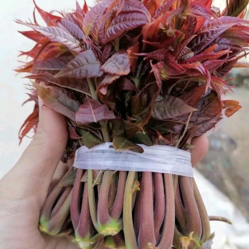 红油香椿芽。青州王坟镇即将大量上市。品质保证