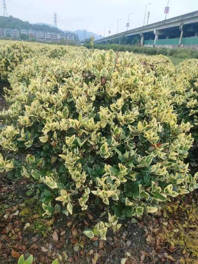 花叶女贞球冠幅1m的140元，1、2m的280元量大从优