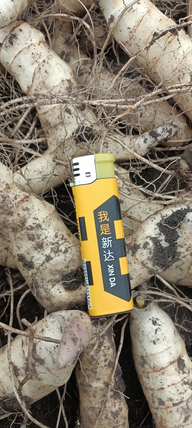 经过提纯繁育出高产抗病的短粗胖黄精种栽！