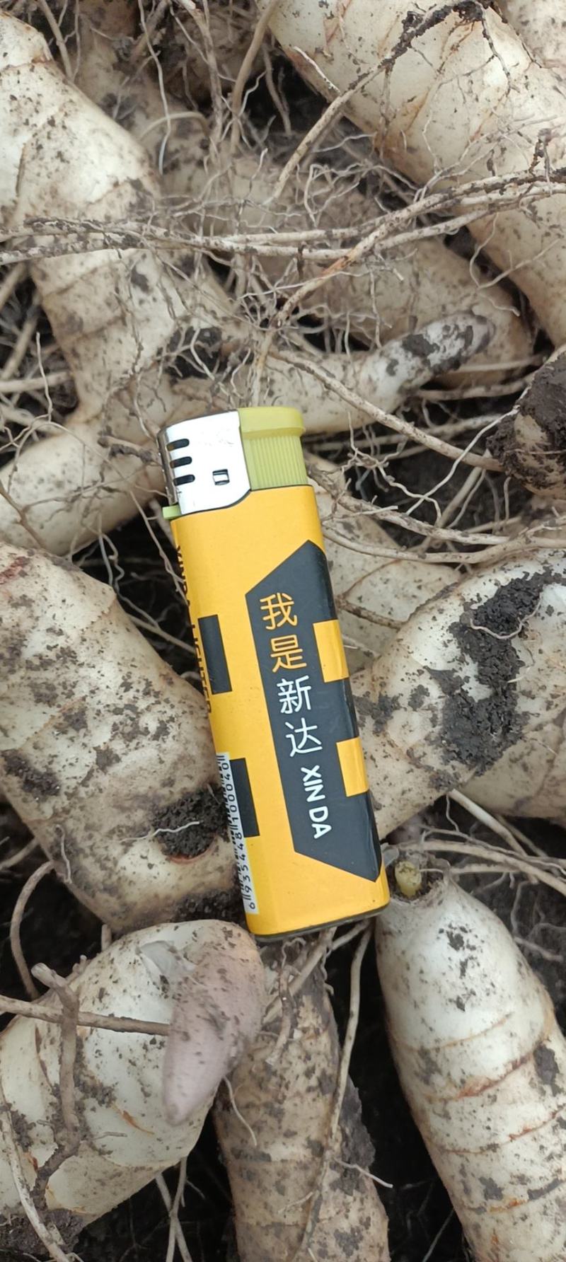 经过提纯繁育出高产抗病的短粗胖黄精种栽！