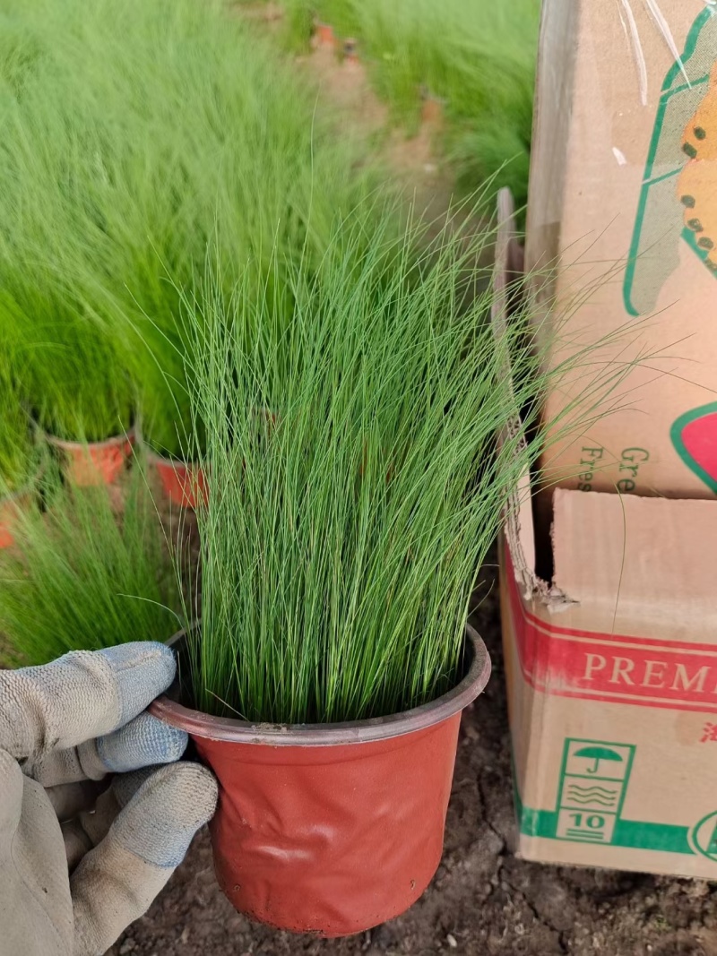 墨西哥羽毛草多年生，四季常绿基地大量现货找我批发