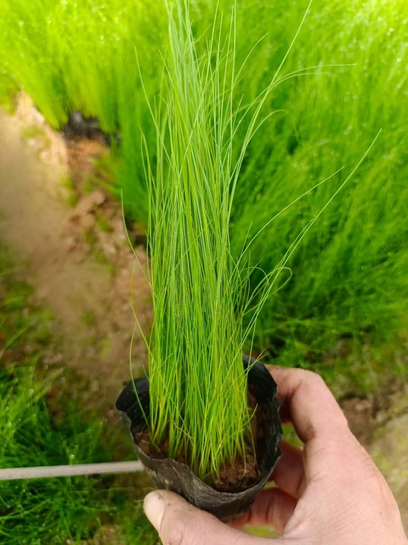墨西哥羽毛草多年生，四季常绿基地大量现货找我批发