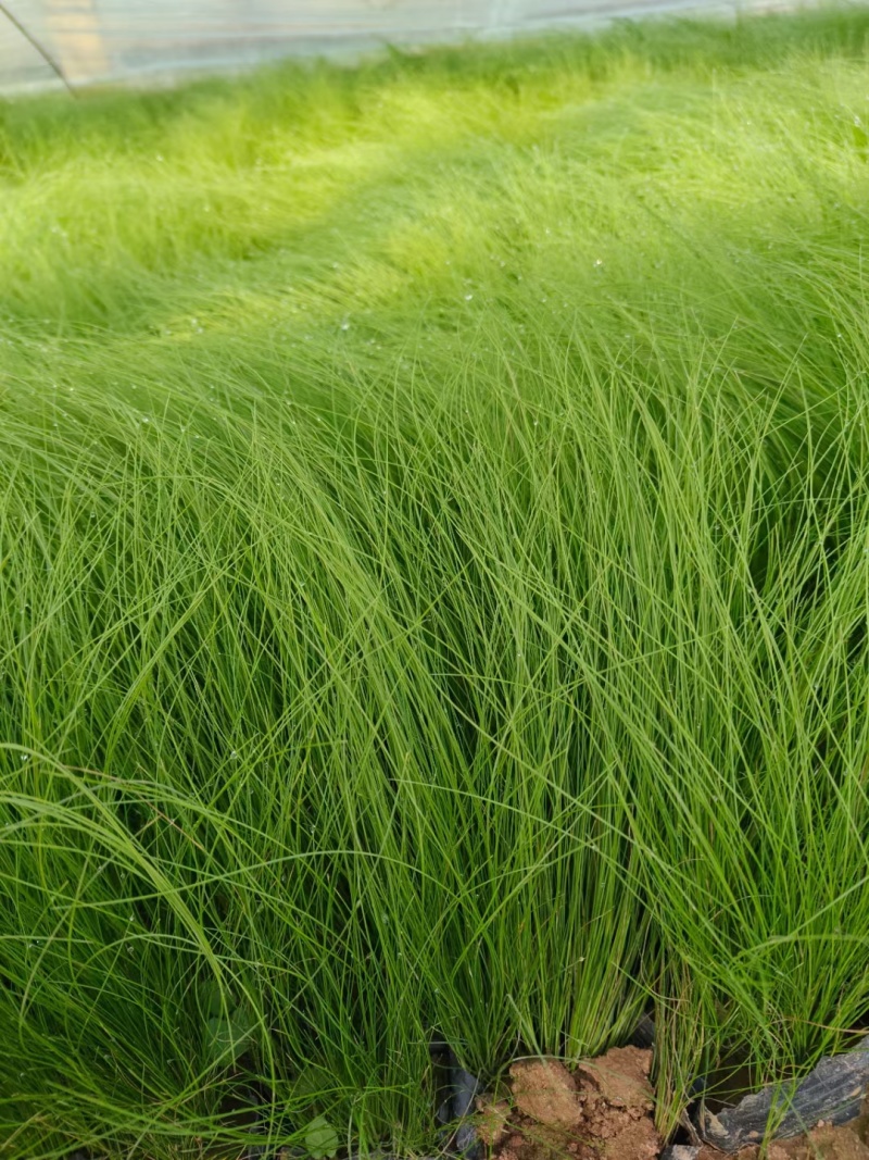 墨西哥羽毛草多年生，四季常绿基地大量现货找我批发