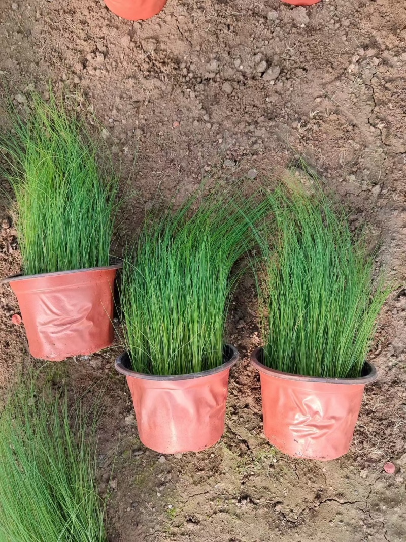 墨西哥羽毛草多年生，四季常绿基地大量现货找我批发