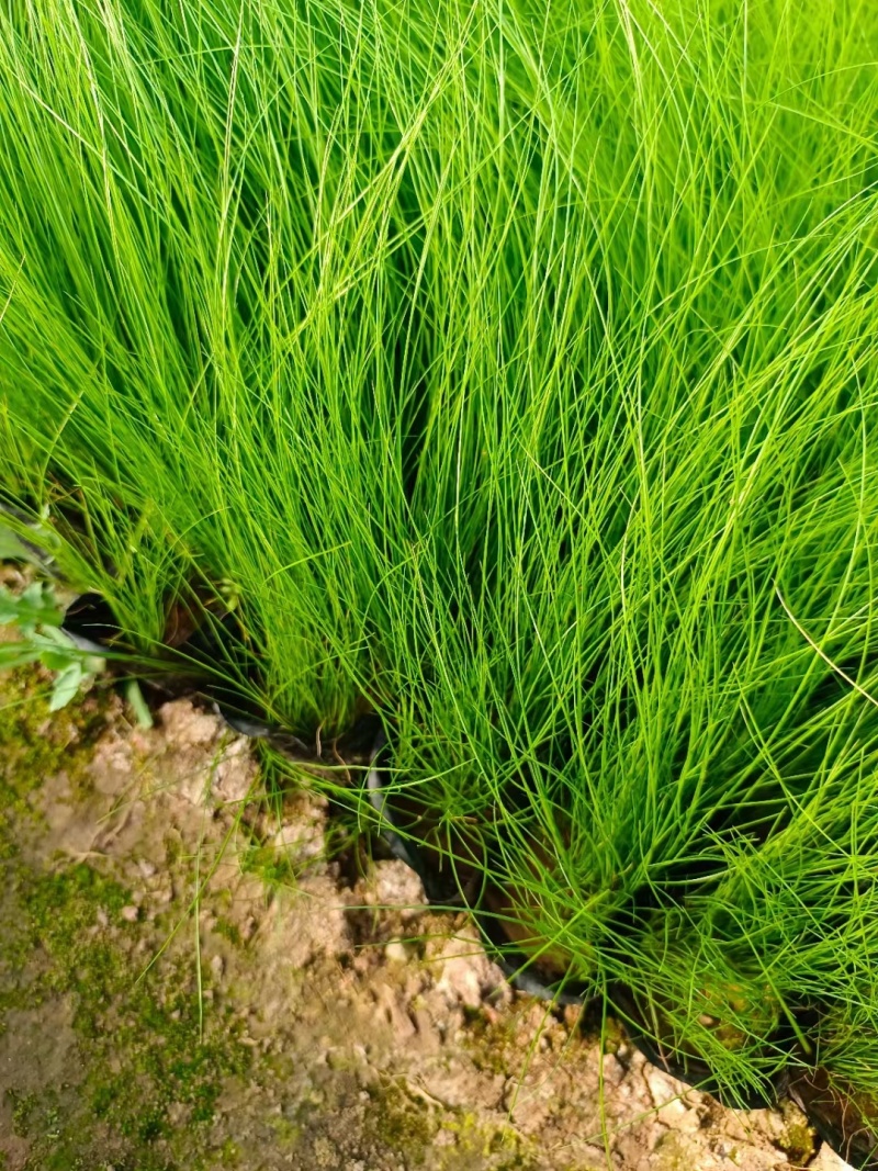 墨西哥羽毛草多年生，四季常绿基地大量现货找我批发