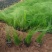 墨西哥羽毛草多年生,四季常绿基地大量现货找我批发