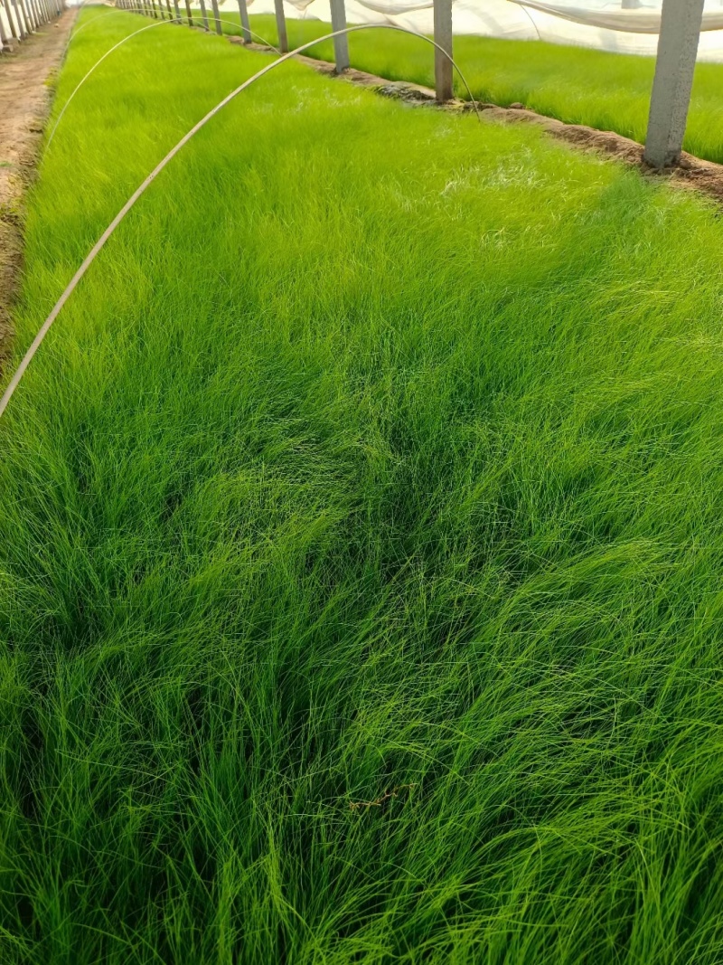 墨西哥羽毛草多年生，四季常绿基地大量现货找我批发