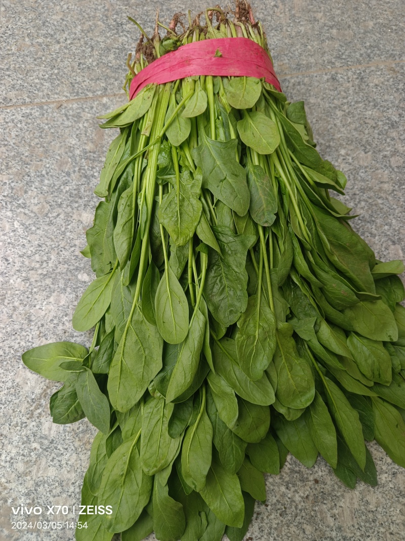 小叶杆菠菜大量供应，常年供应各大市场、加工厂、食堂…