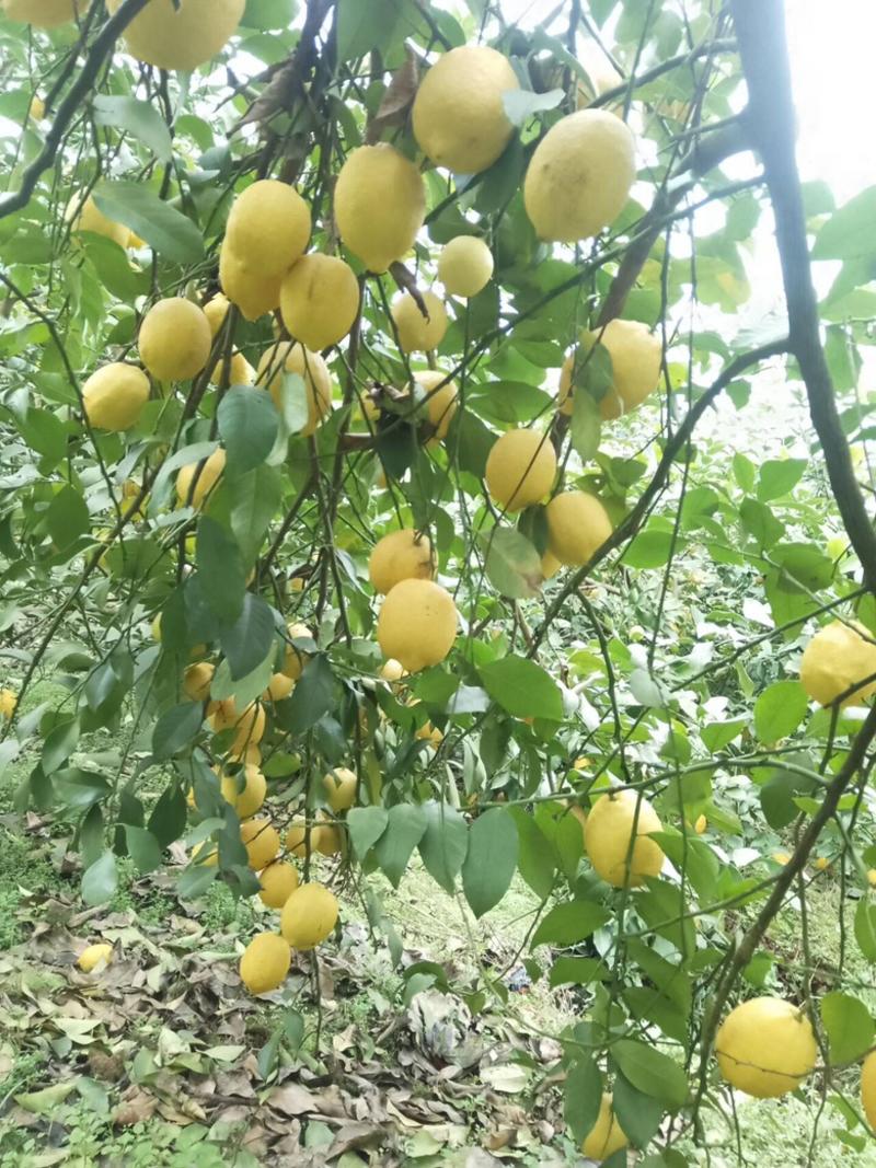 四川广安香水柠檬