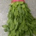 小叶杆菠菜大量供应，常年供应各大市场、加工厂、食堂…