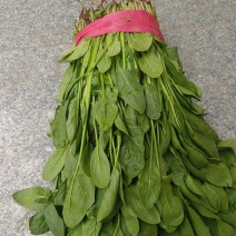 小叶杆菠菜大量供应，常年供应各大市场、加工厂、食堂…