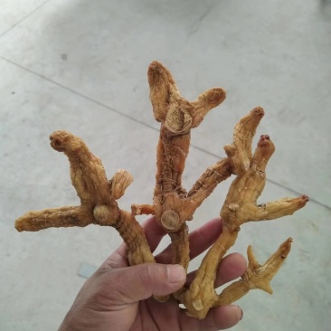 大别山野生黄精干货