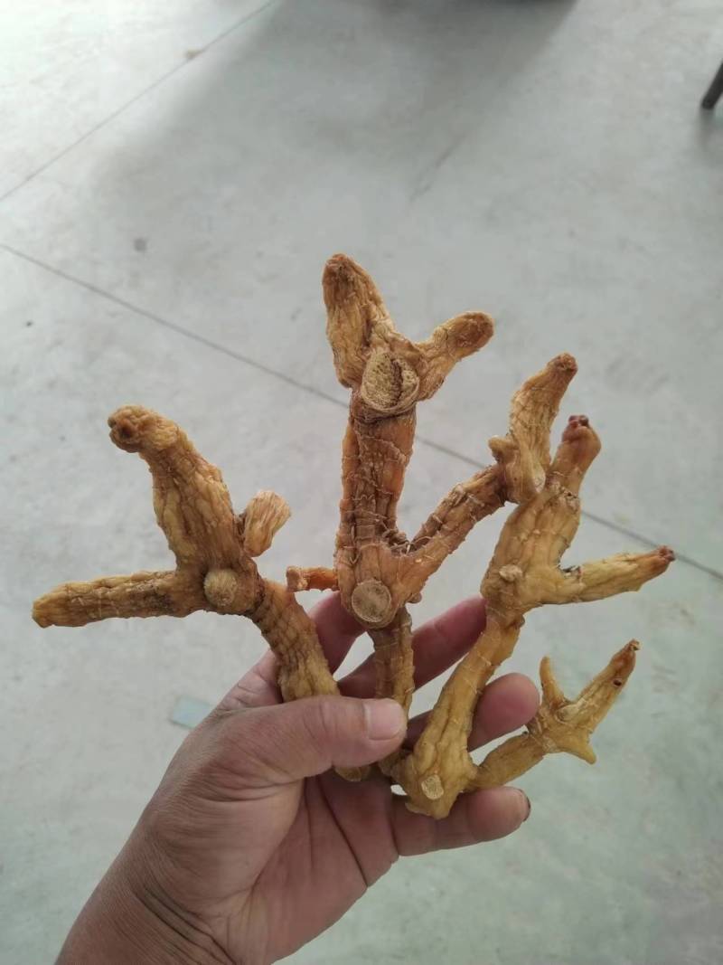 大别山野生黄精干货