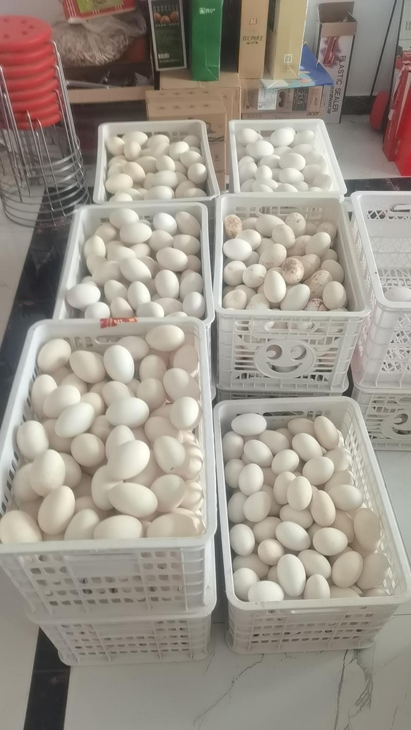农村散养鹅蛋，种蛋。