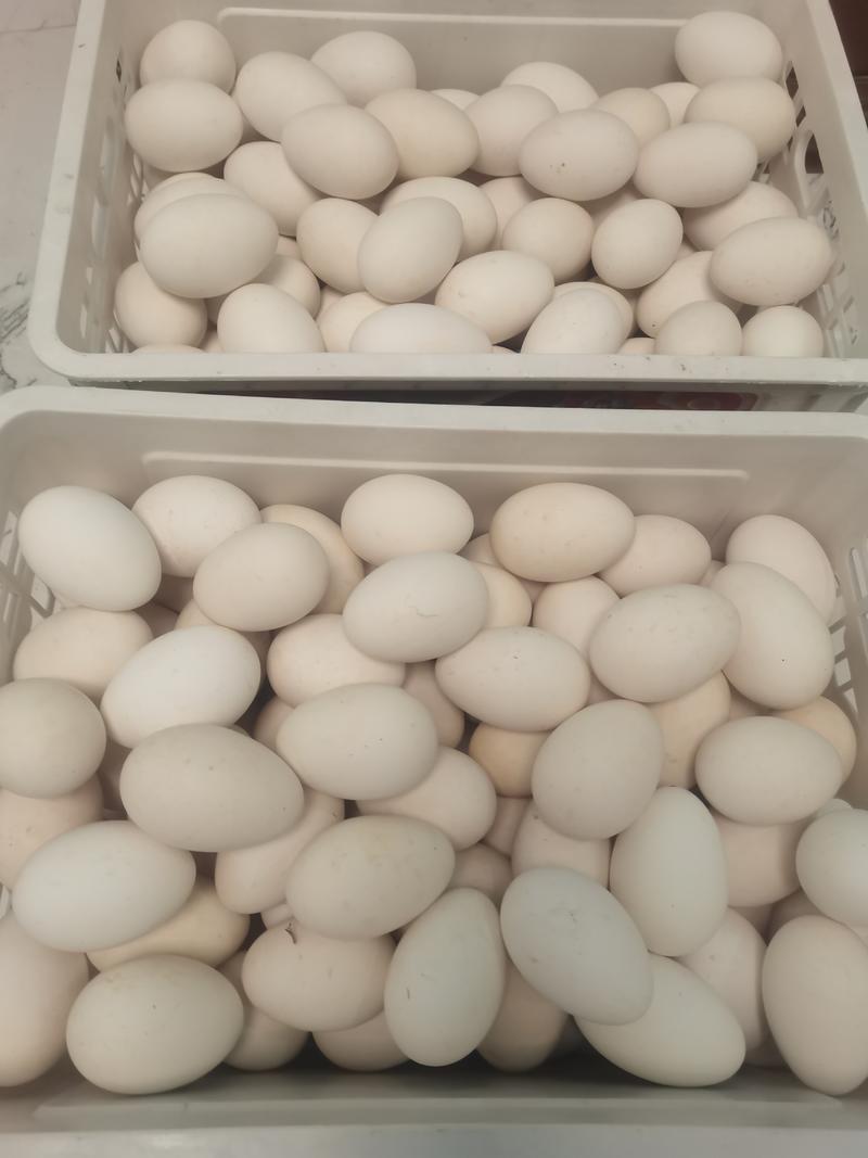 农村散养鹅蛋，种蛋。