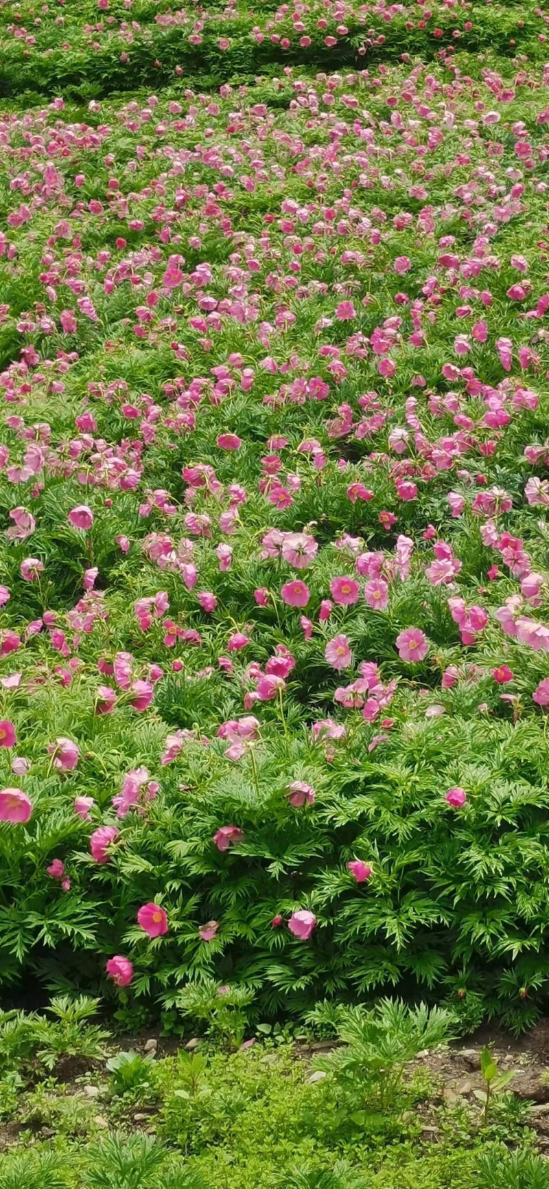 【三年】赤芍药种苗赤芍苗一手货源产地直供视频看货