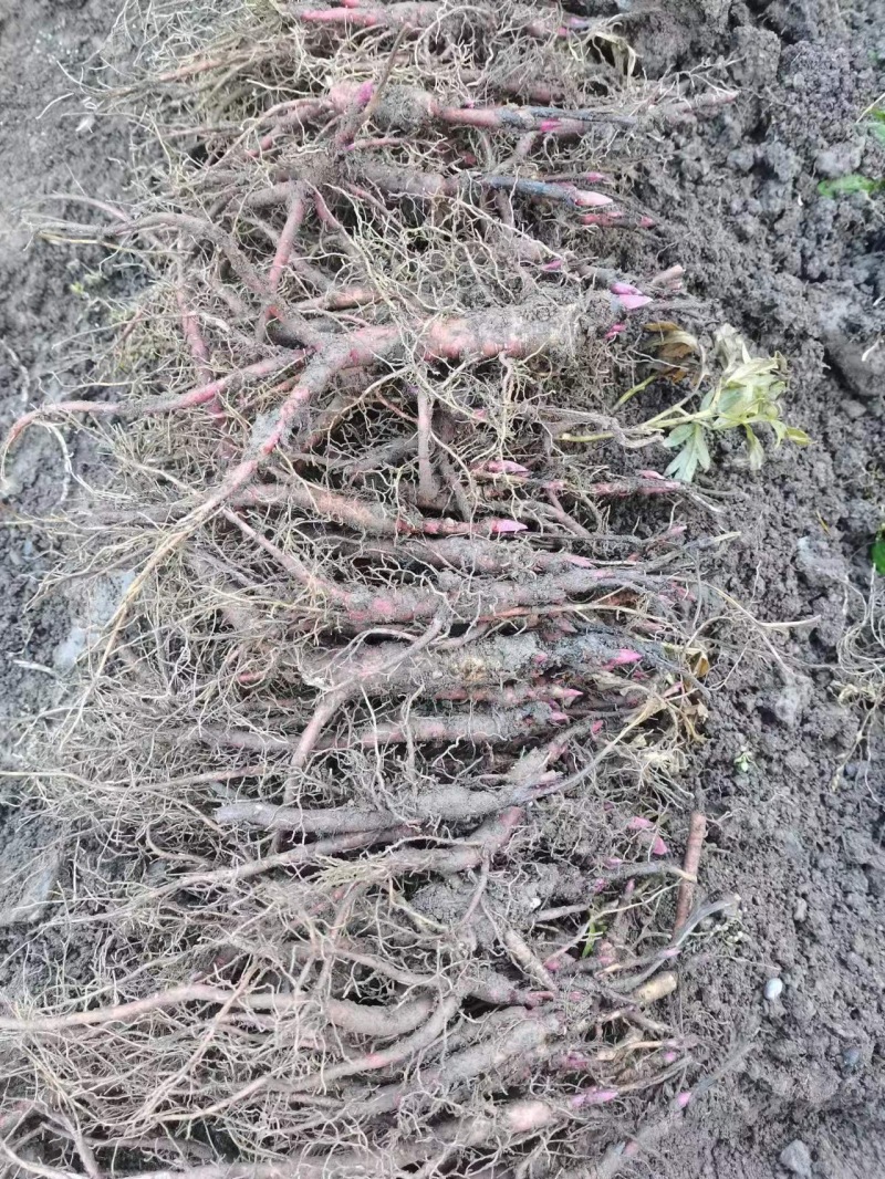 【三年】赤芍药种苗赤芍苗一手货源产地直供视频看货