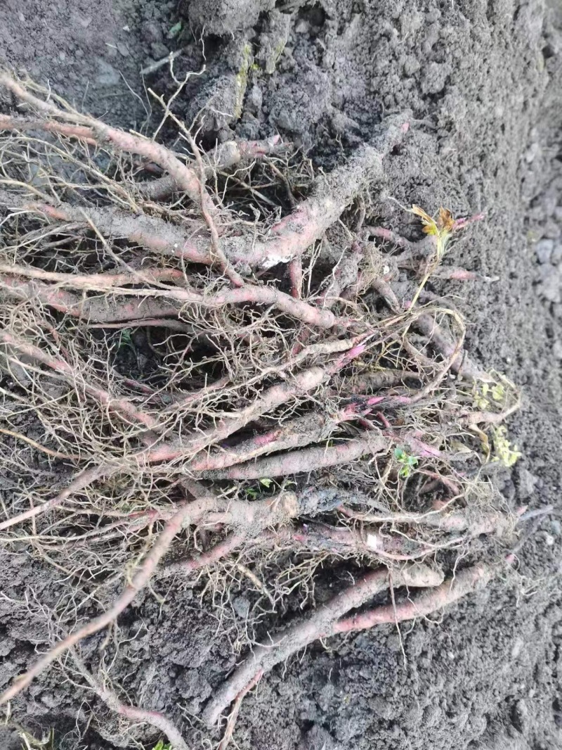 【三年】赤芍药种苗赤芍苗一手货源产地直供视频看货
