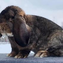 纯种公羊兔幼兔45天三斤左右包活