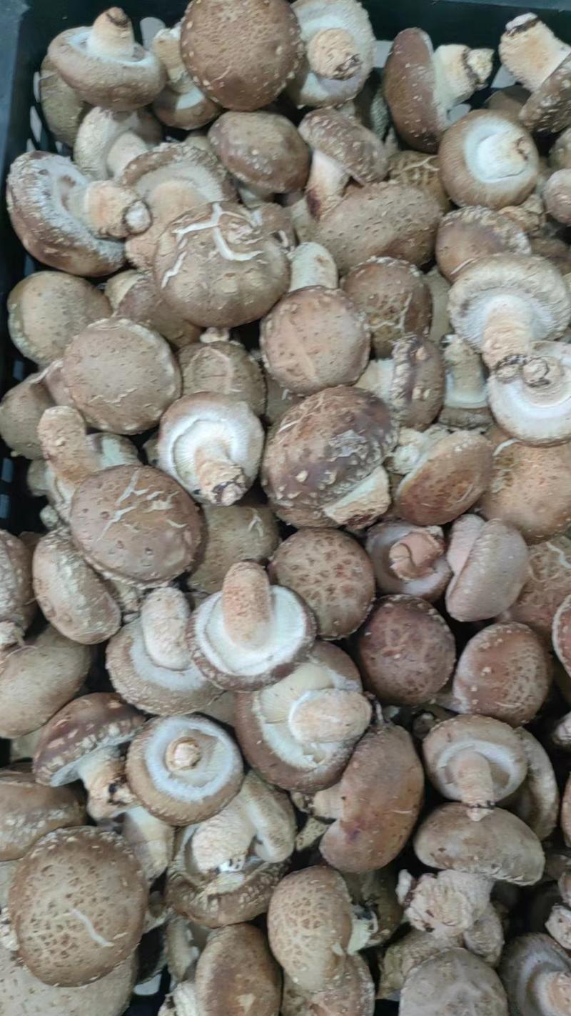 西峡香菇中菇3.5-4.5公分产地直发