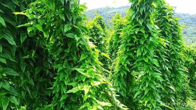 基地特价百部苗量大从优甩完为止。