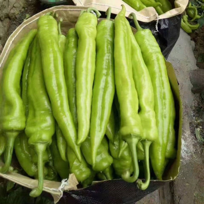 大果高产牛角椒苗