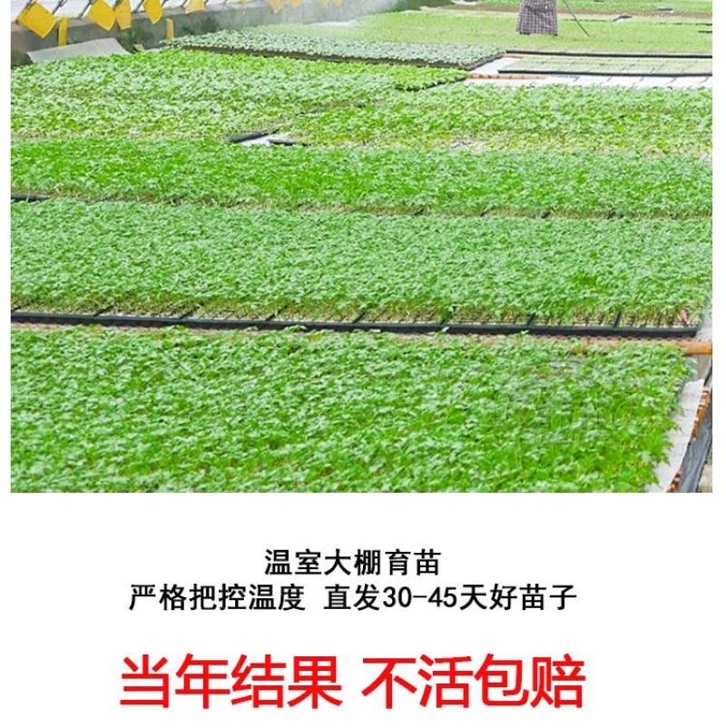 大果高产牛角椒苗