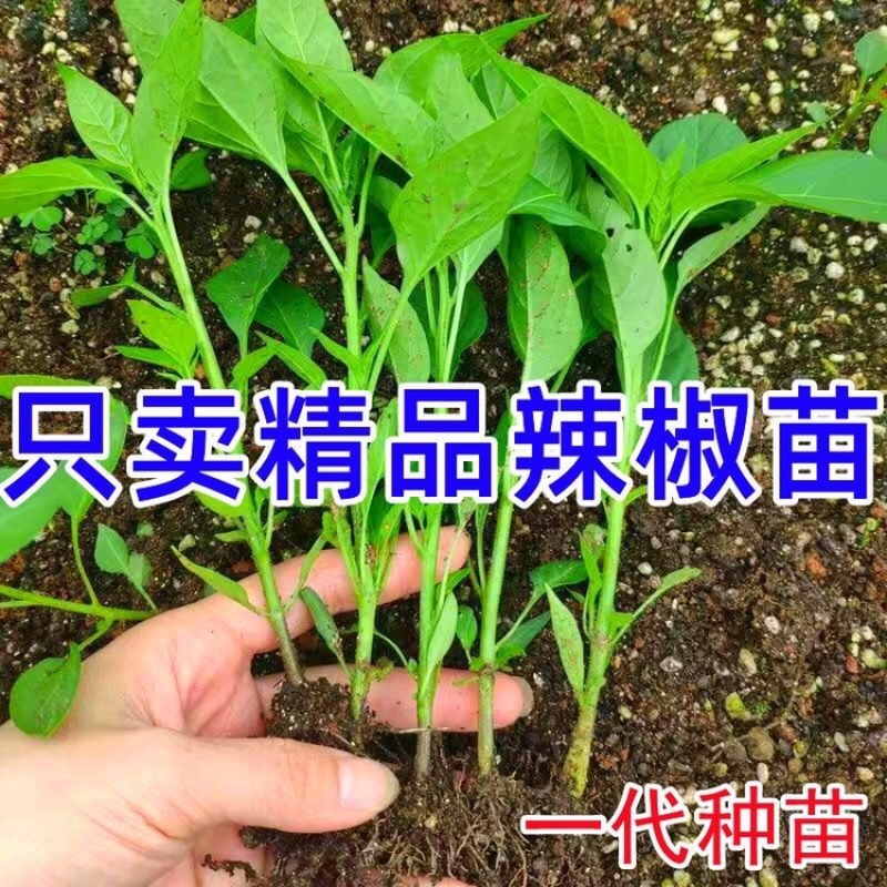 大果高产牛角椒苗