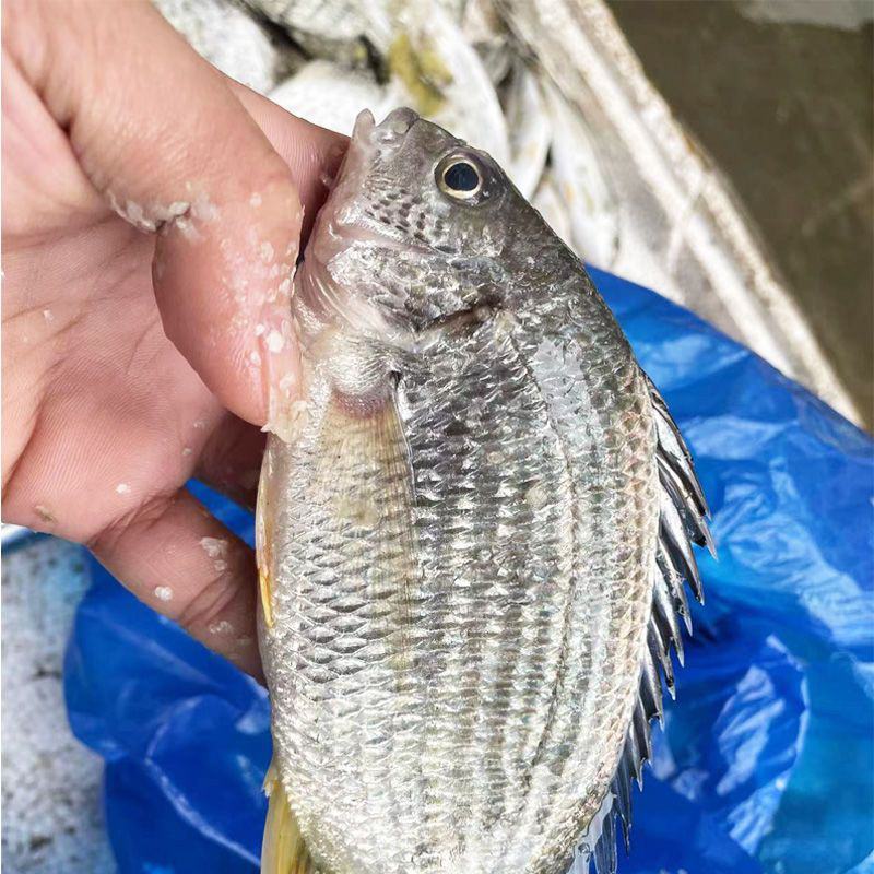 鲜活黄翅鱼新鲜海鱼冰鲜黄腊鱼黄鲷鱼饭店黄立鱼当季黄翅鱼