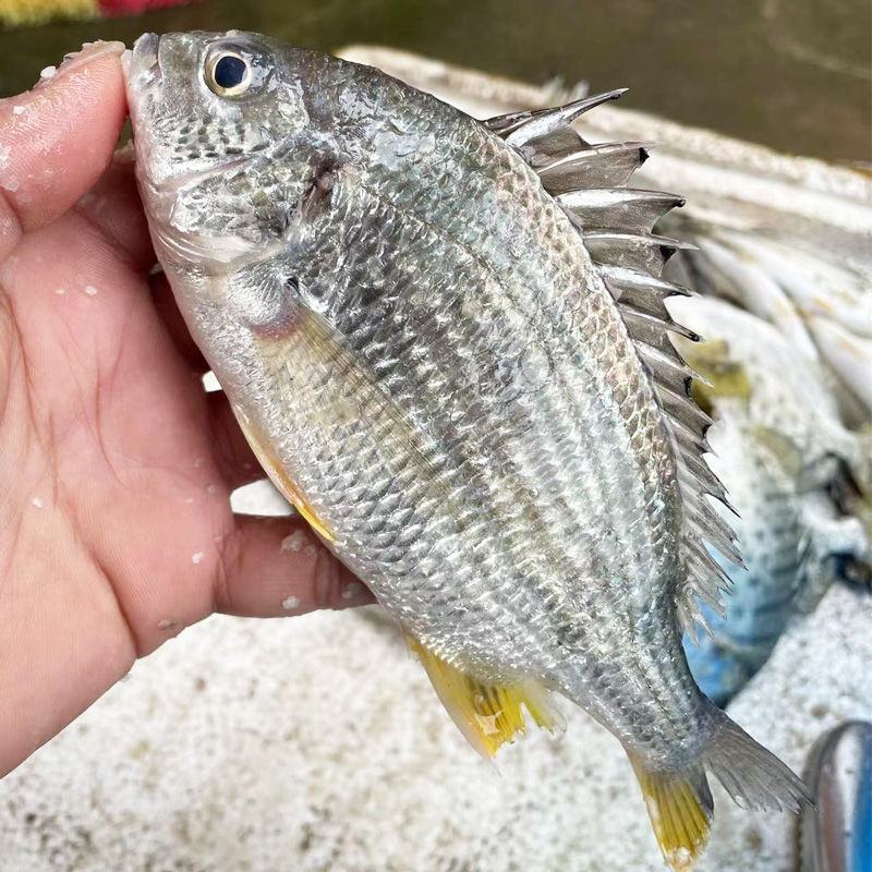 鲜活黄翅鱼新鲜海鱼冰鲜黄腊鱼黄鲷鱼饭店黄立鱼当季黄翅鱼