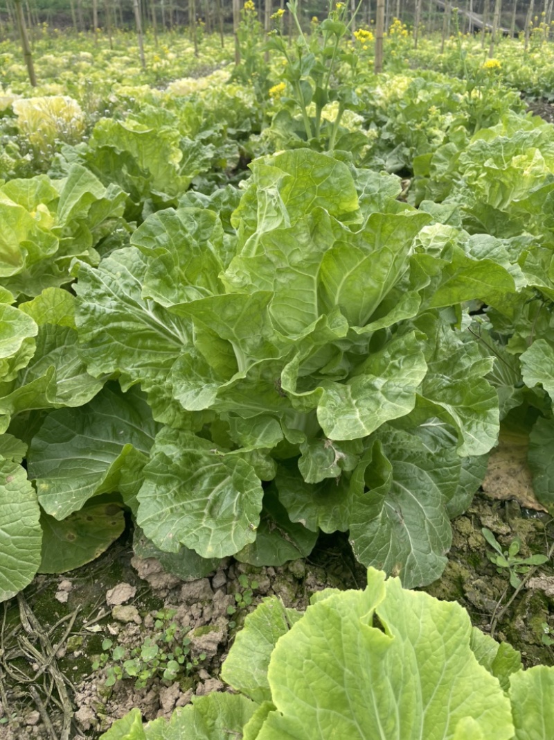 东寒菜