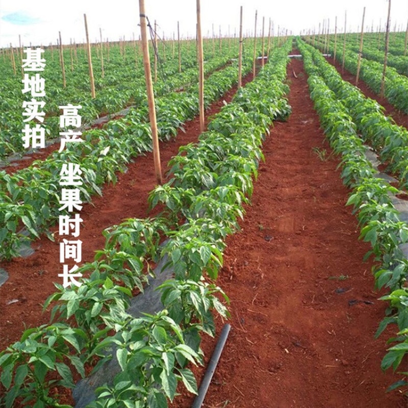 高产抗病线椒苗
