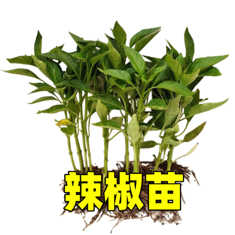 高产抗病线椒苗