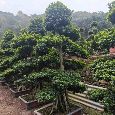 造型榕树福建漳州造型榕树