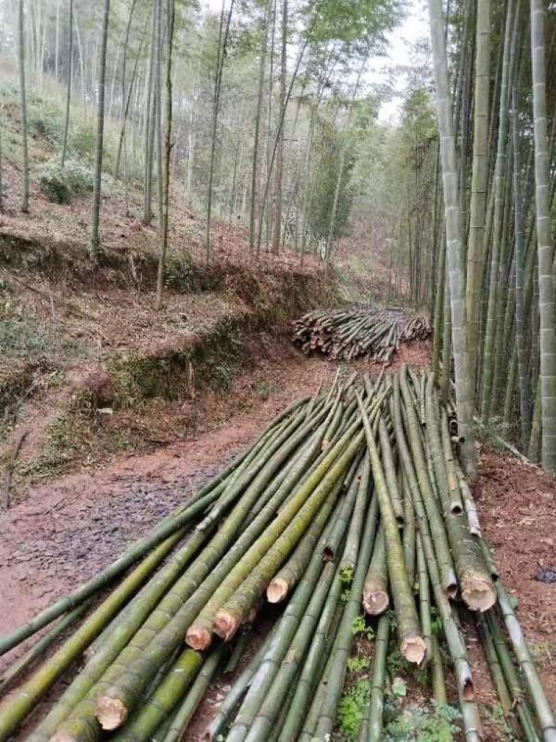 楠竹，毛竹大量出售