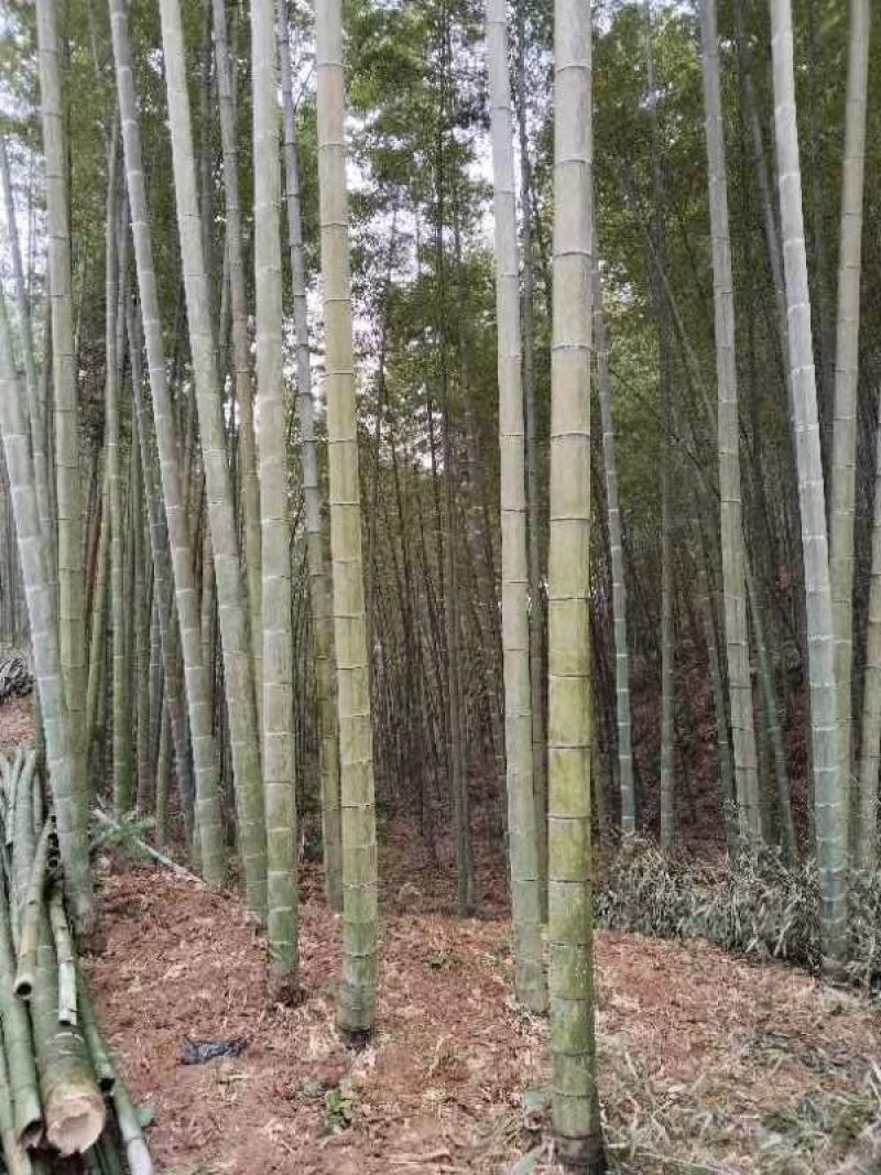 楠竹，毛竹大量出售