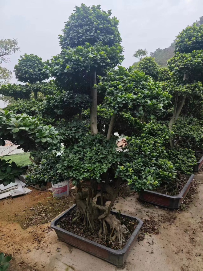 造型榕树福建漳州造型榕树