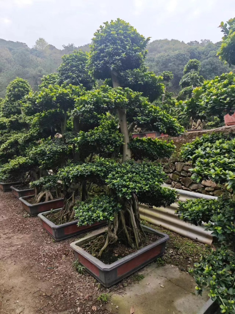 造型榕树福建漳州造型榕树