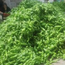 【大量现货】薄皮椒青椒大吨位供应市场批发档口一条龙服务