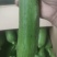 【地头直发】油皮丝瓜现货供应可按需包装保质保量诚信经营