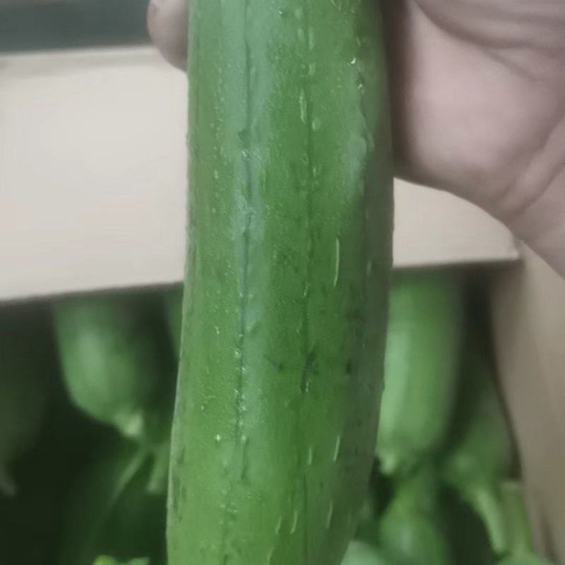 【地头直发】油皮丝瓜现货供应可按需包装保质保量诚信经营